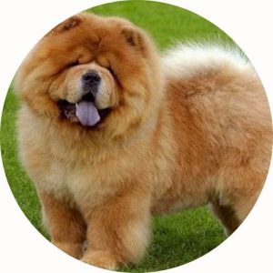 Chow Chow In Pocket
