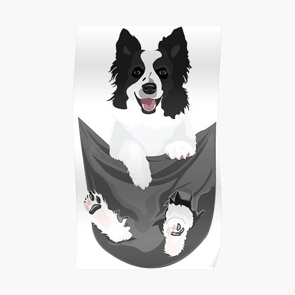 Border Collie Dog in a Pocket Poster RB1011 product Offical Doginpocket Store